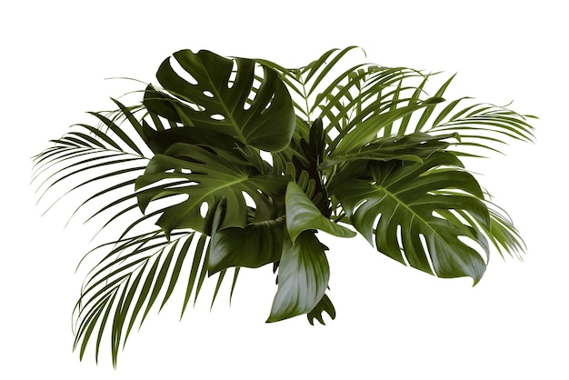 More beautiful exotic tropical leaves, isolated leaf background