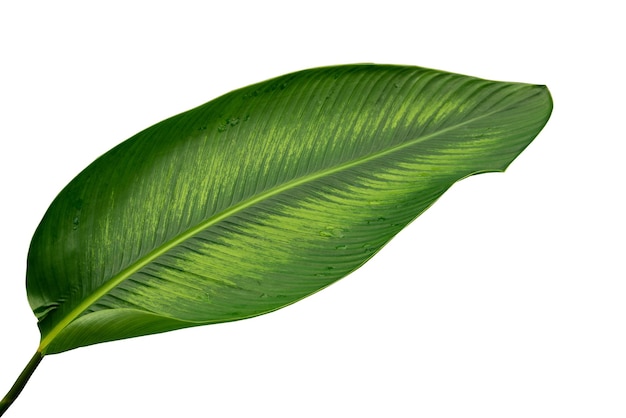 More beautiful exotic tropical leaves, isolated leaf background