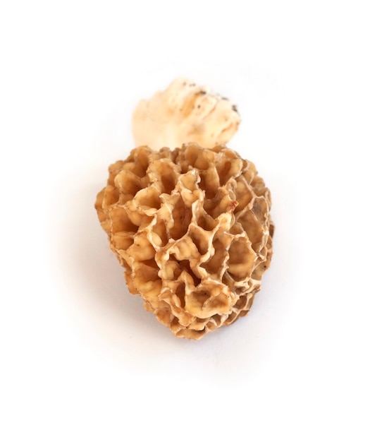 Morel mushroom isolated on white background