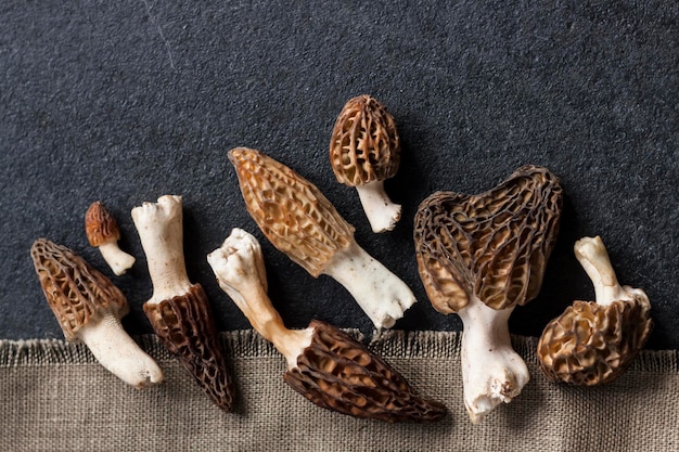 Morel mushrooms closeup on black background