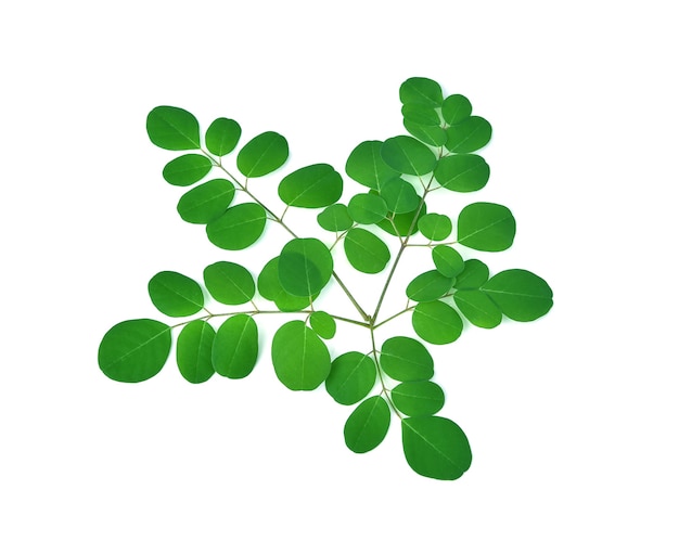 Moringa leaves have medicinal properties