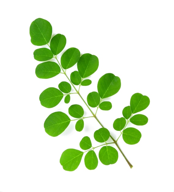 Moringa leaves isolate on white background.