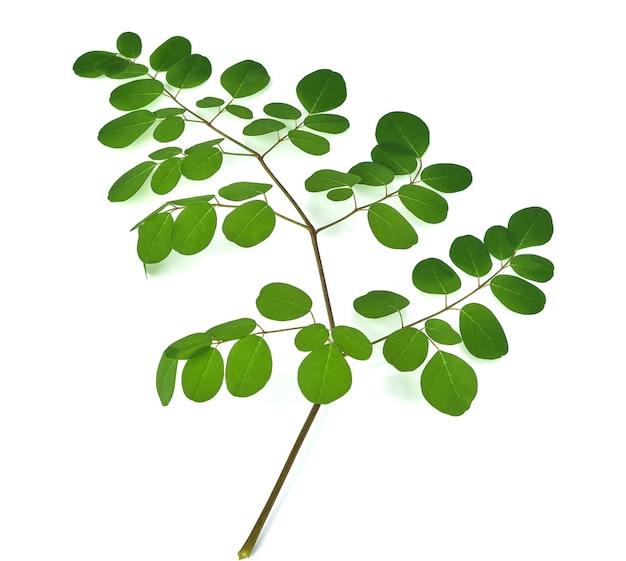 Moringa leaves isolated on white