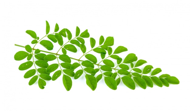 Moringa leaves on white background