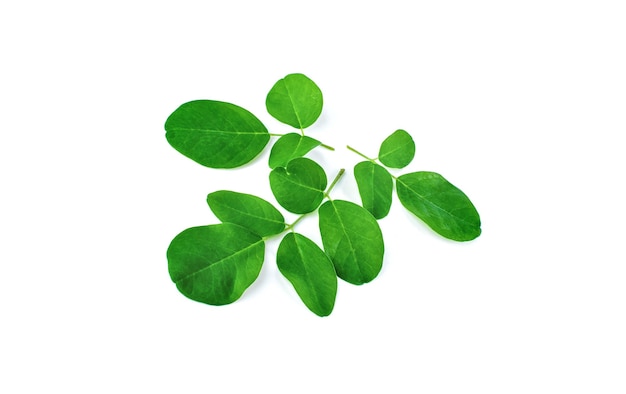 Moringa leaves on a white background