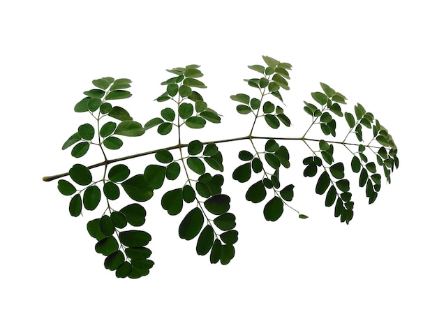 Moringa oleifera leaves or drumstick tree on white background