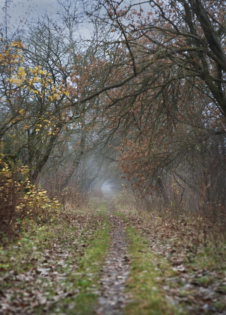 Morning autumn fog on a forest path a tunnel of old trees autumn fog is mysterious and mystical