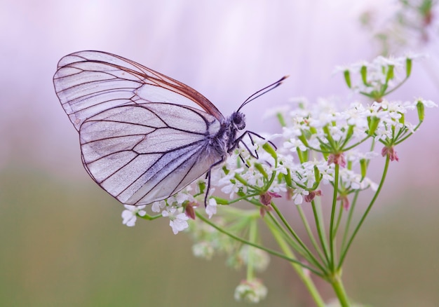 Morning awakening Butterflies Of The Central Part Of Russia