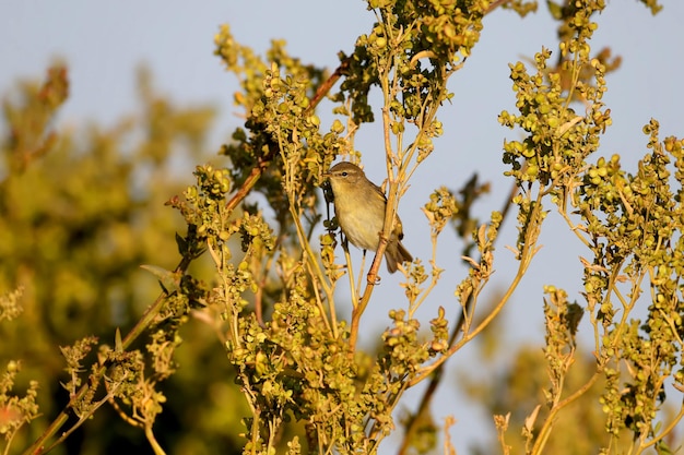 Morning common chiffchaff (Phylloscopus collybita) Close-up on bush branches in natural habitat in soft morning light. Bird in winter plumage