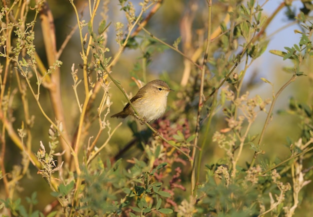 Morning common chiffchaff (Phylloscopus collybita) Close-up on bush branches in natural habitat in soft morning light. Bird in winter plumage