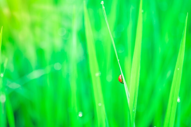 Morning dew droplets on blades of green grass.