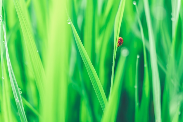 Morning dew droplets on blades of green grass.