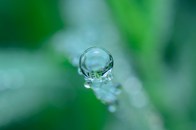 Morning dew drops on fresh grass in garden