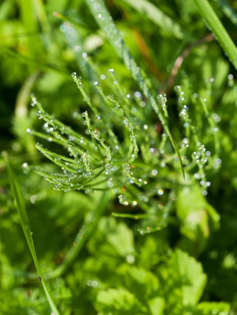 Morning dew on equisetum