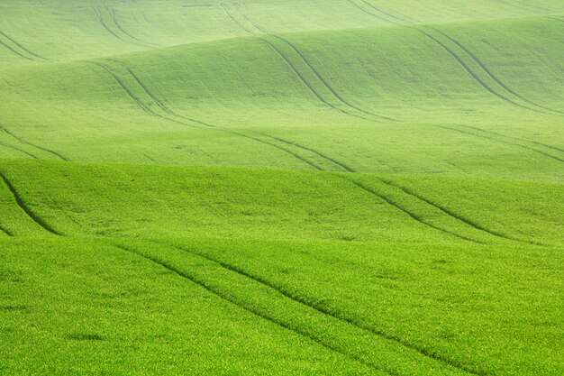 Morning dew on the field waves