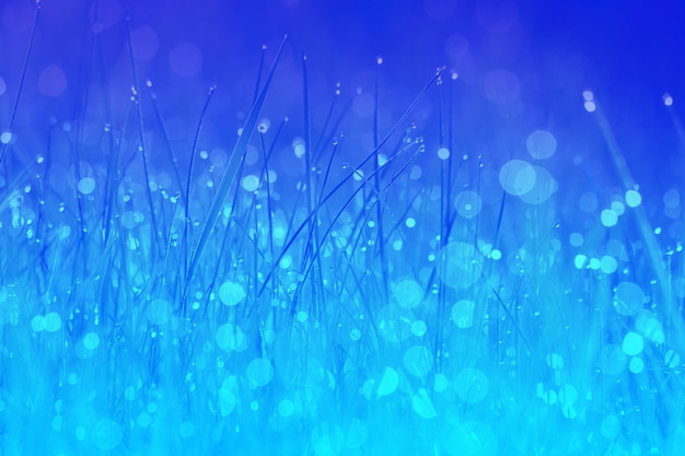 Morning dew on the grass Bluecolored Nature background