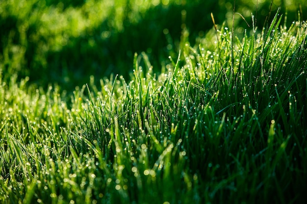 Morning dew on the grass Shallow depth of field Green grass with dew drops close up