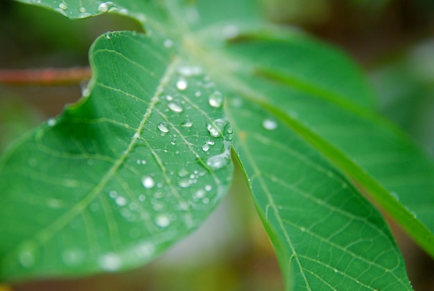 morning dew on green leaves 