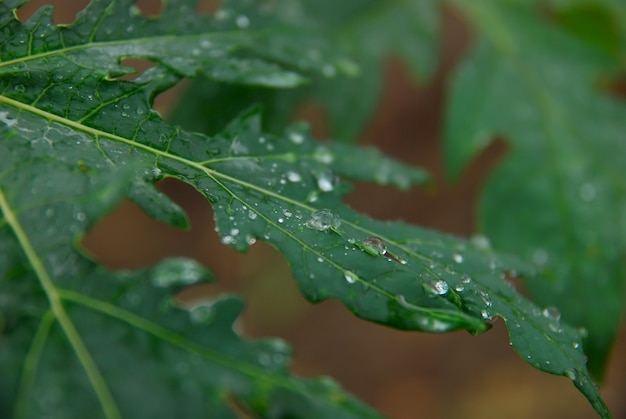 morning dew on green leaves 