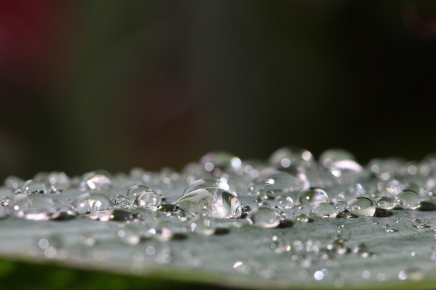 Morning dew on leaf with light reflect on water