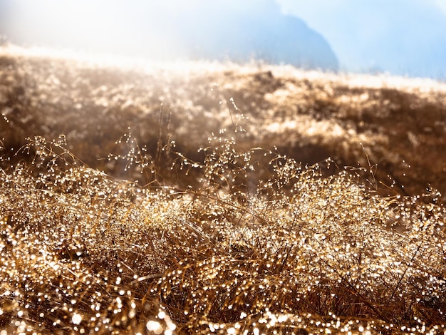 Morning dew sparkles in the sun closeup Bright autumn field of grass covered with dew on the grass in the rays of the morning sun Impressive natural sunny landscape with sparkling dew