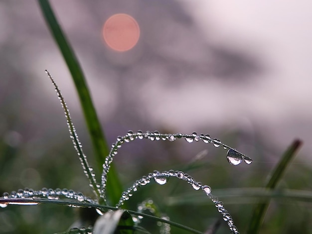 morning dew