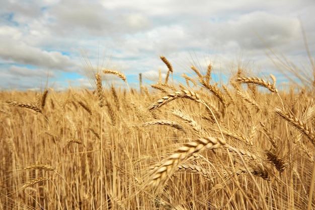 Morning Field of ripe wheat Agricultural themes