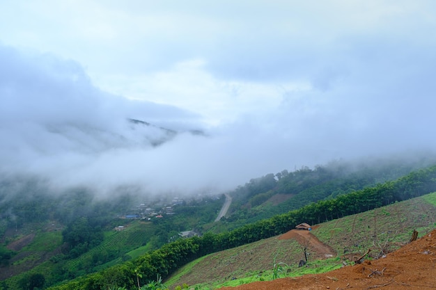 Morning fog clouds on the mountain