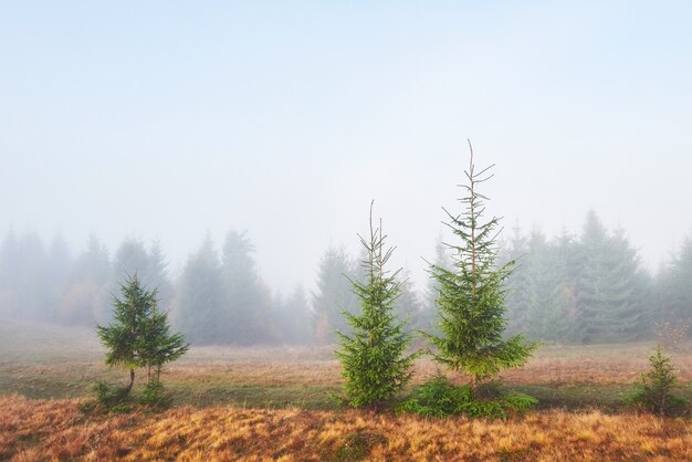 Morning fog creeps with scraps over autumn mountain forest covered in gold leaves.