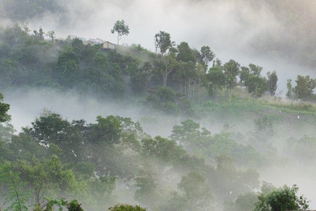 Morning fog in dense tropical rainforest, (Doi-Laung), Chiang-Dao, Chiang Mai,Thailand.