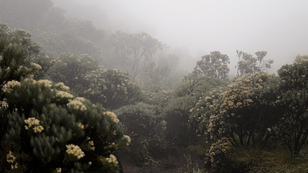 Morning fog descend on the mountain forest