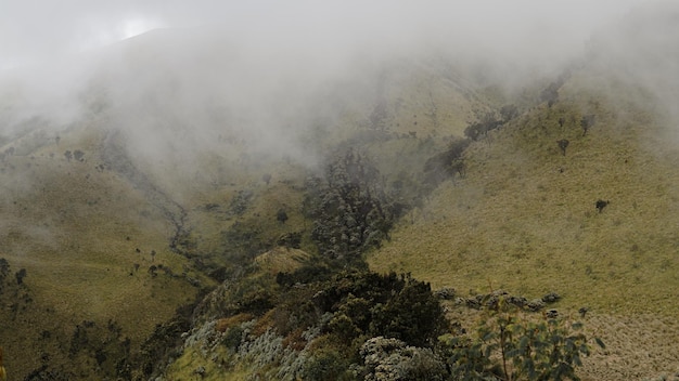 Morning fog descend on the mountain forest