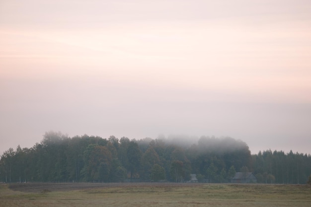 Morning fog and the forest in rural area Lovely atmosphere in a foggy morning at the country side