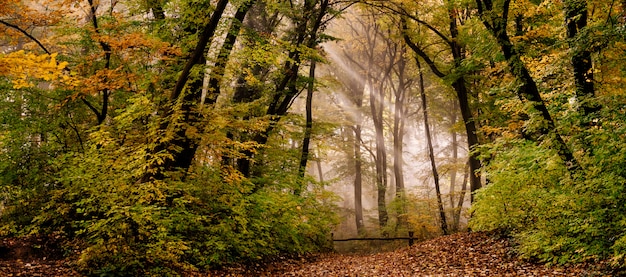 Morning fog in the forest