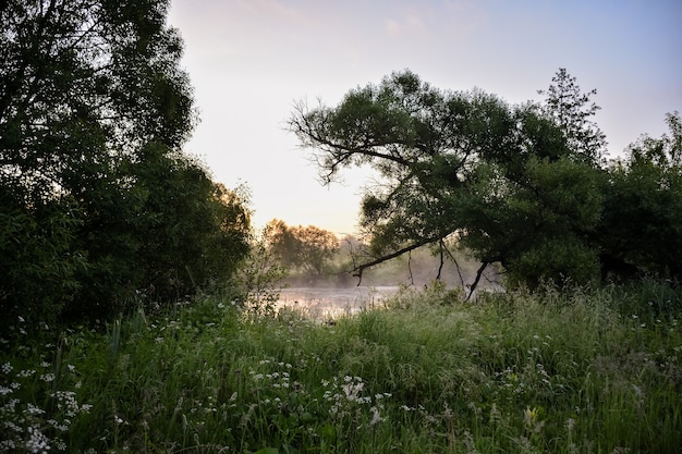 Morning fog over a lake in the forest, green morning forest with fog