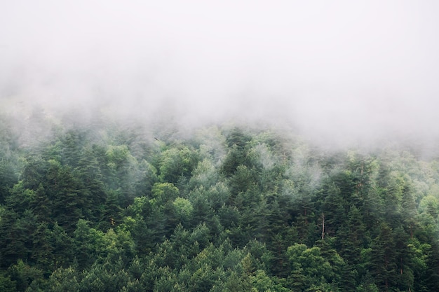 Morning fog in the mountains at sunrise Clouds over the green trees