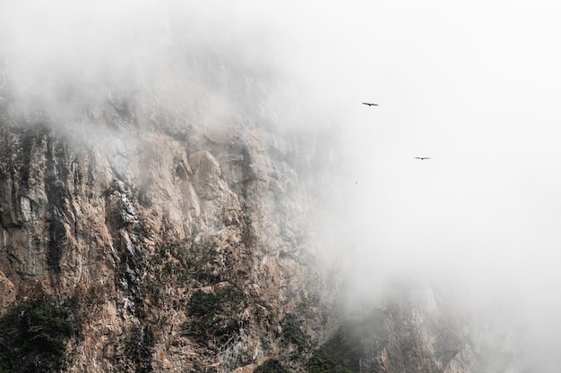 Morning fog in the mountains at sunrise Eagles soaring in the clouds near the rocks