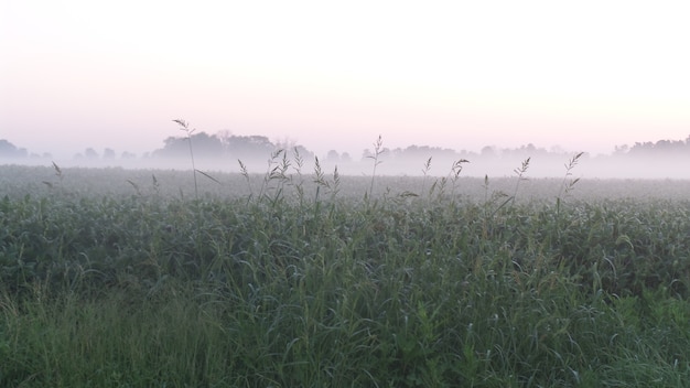 Morning Fog