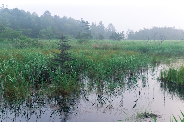 Morning foggy natural landscape swamp with sedge among the forest