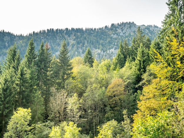 Morning forest in Oberammergau, Germany