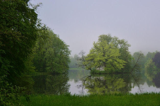 morning in the forest