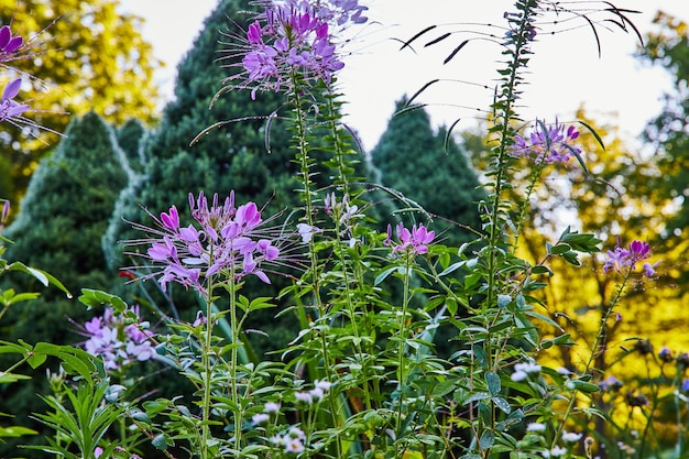 Morning garden with pink flowers and greenery