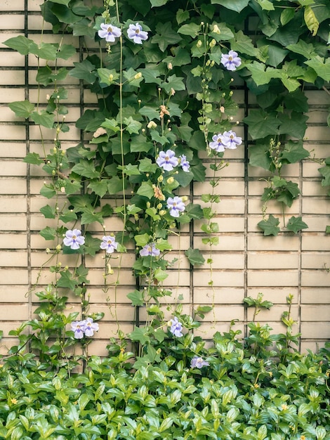 the morning glory flower climbing on the wall