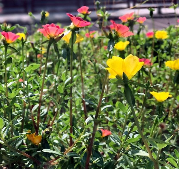 Morning glory flowers morning glory yellow morning glory pink morning glory pink flowers