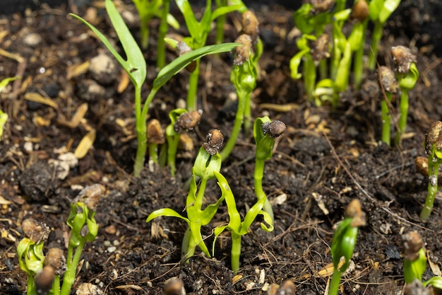 Morning glory sprouts are growing in the soil.