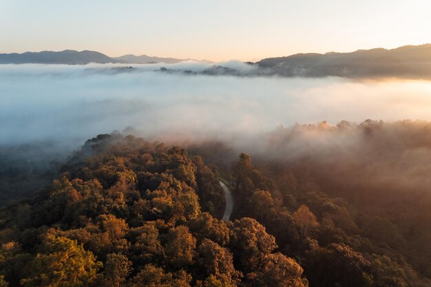 Morning golden mist in the forest and morning light