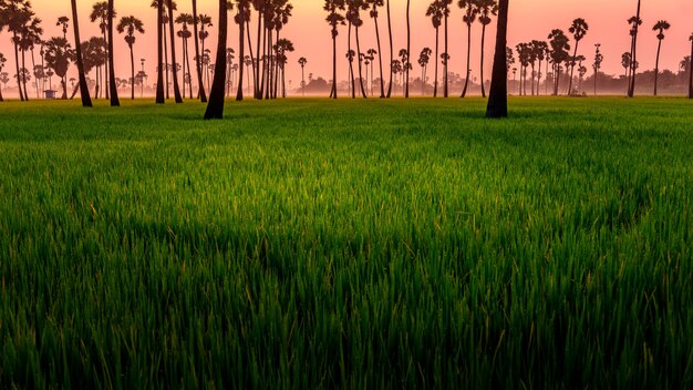 Morning light and rice farm.