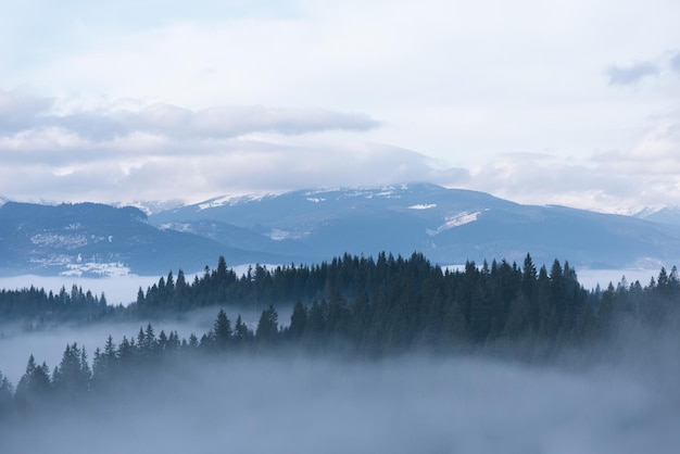 Morning mist in the mountains. Spring landscape with spruce forest