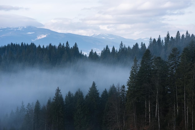 Morning mist in the mountains. Spring landscape with spruce forest