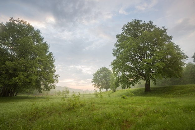 Morning in nature, green forest, trees